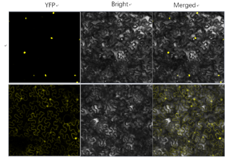 BiFC fluorescence signal showing protein-protein interaction in plant cells