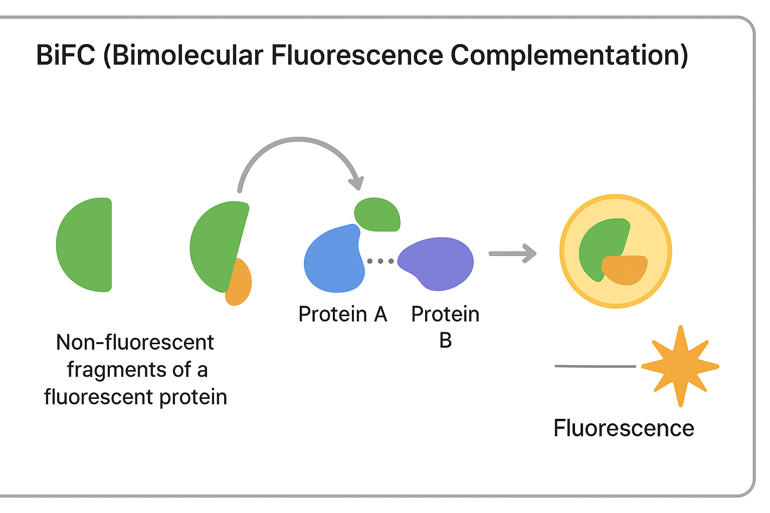 BiFC assay visualization of protein-protein interactions