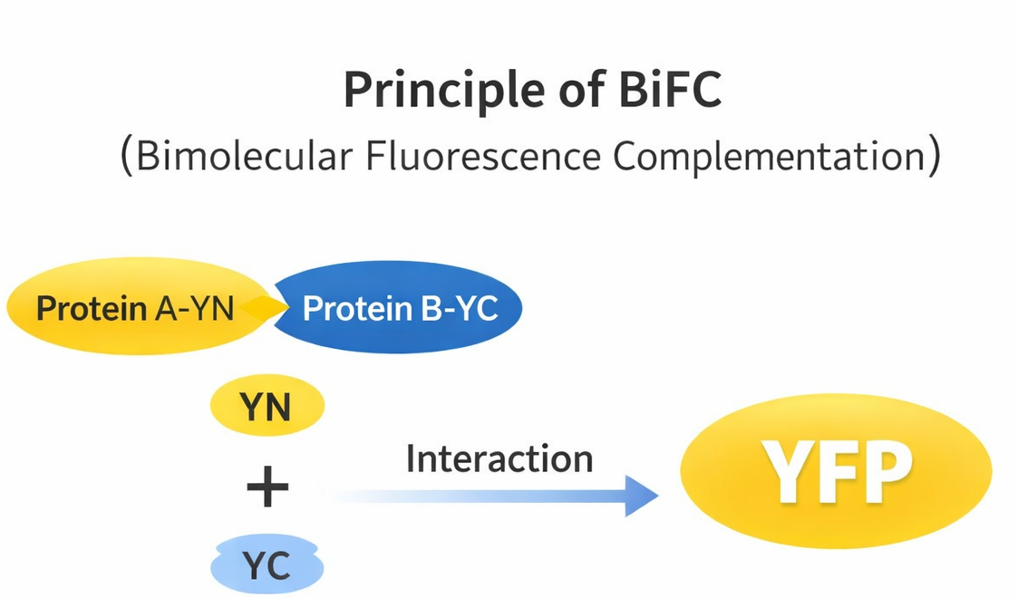 BiFC principle diagram showing YN and YC complementation