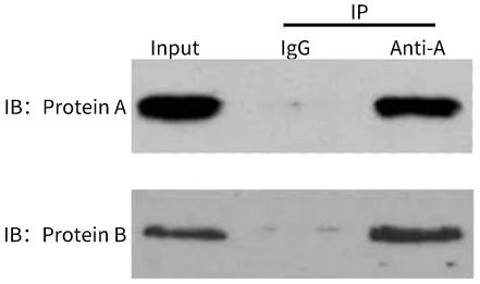 Co-immunoprecipitation assay