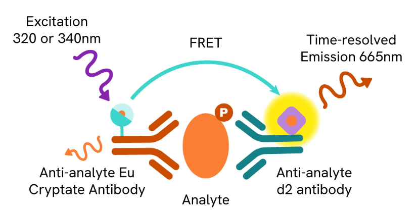 HTRF protein interaction assay