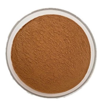 Lion's Mane mushroom extract