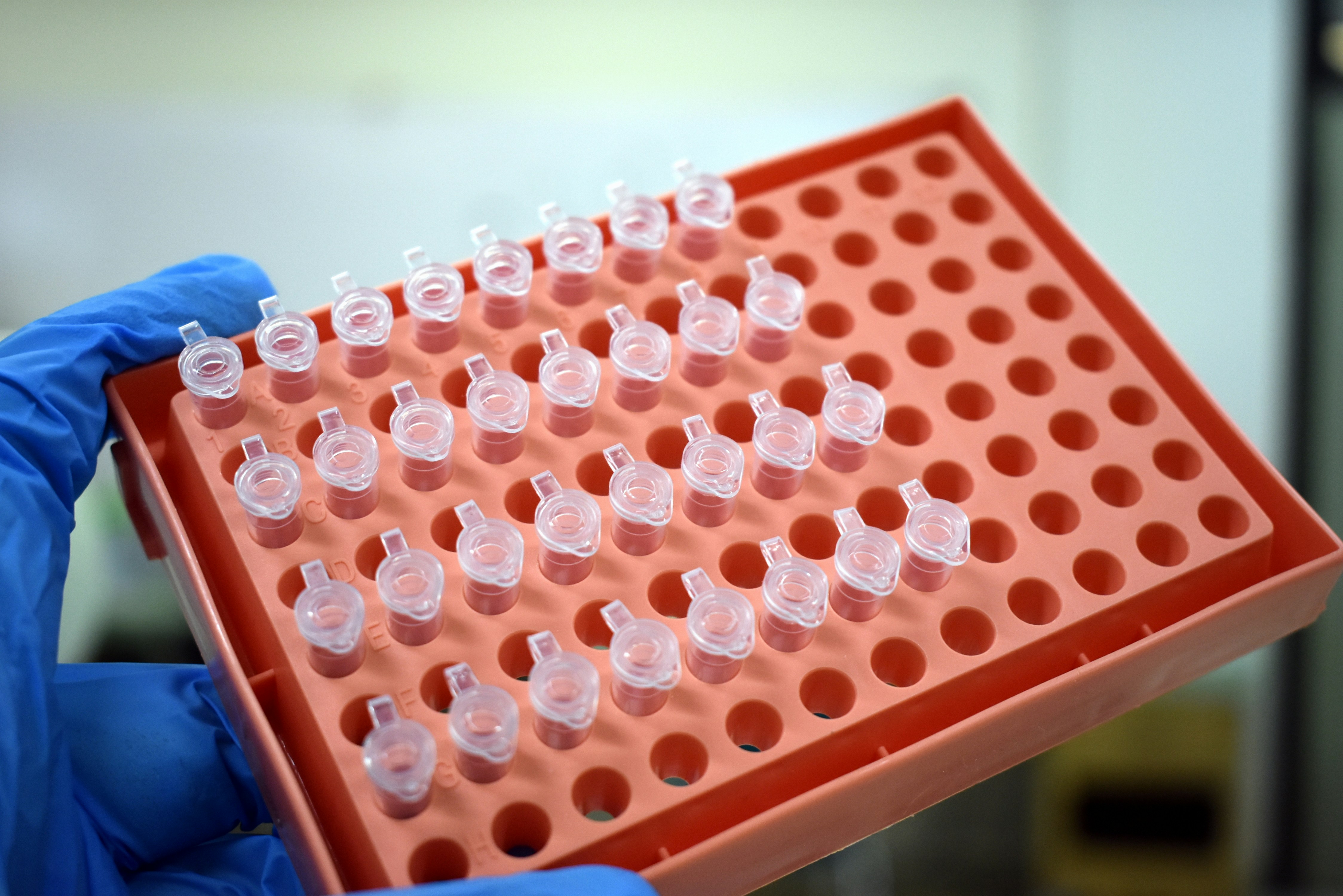 Plasmids and enzymes for laboratory research