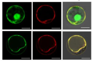 GFP subcellular localization in plant cells under confocal microscopy