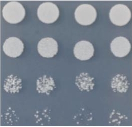 Yeast One-Hybrid assay