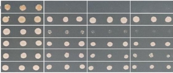 Yeast Two-Hybrid protein interaction assay