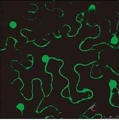 Subcellular localization of proteins in plant cells
