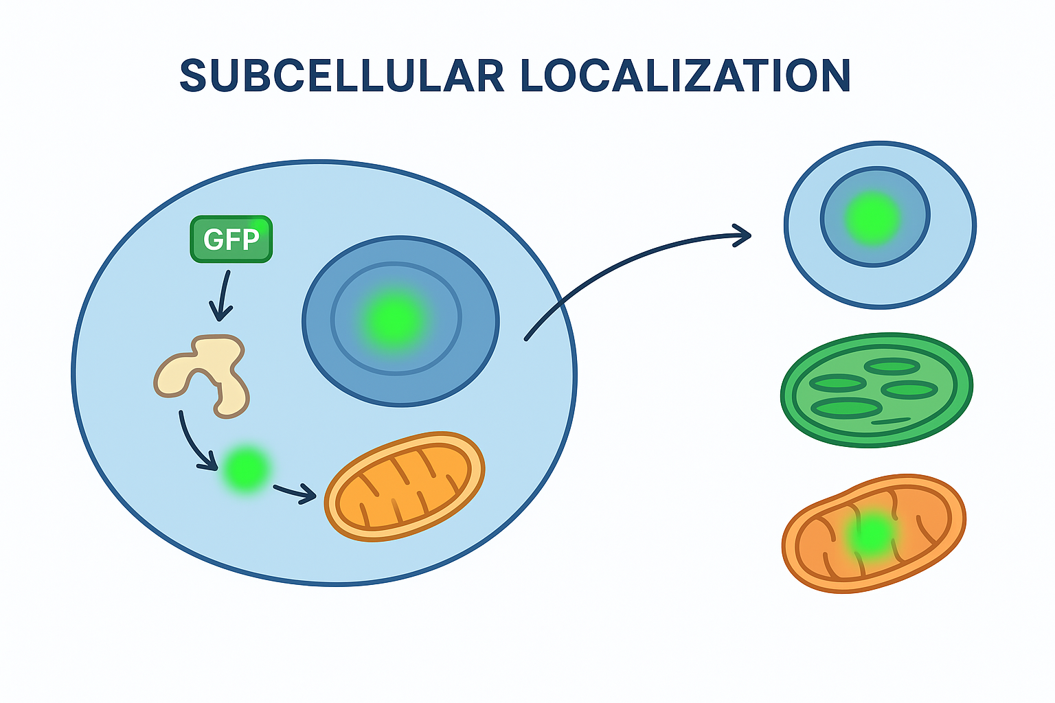 Subcellular localization of GFP-tagged proteins in plant and animal cells