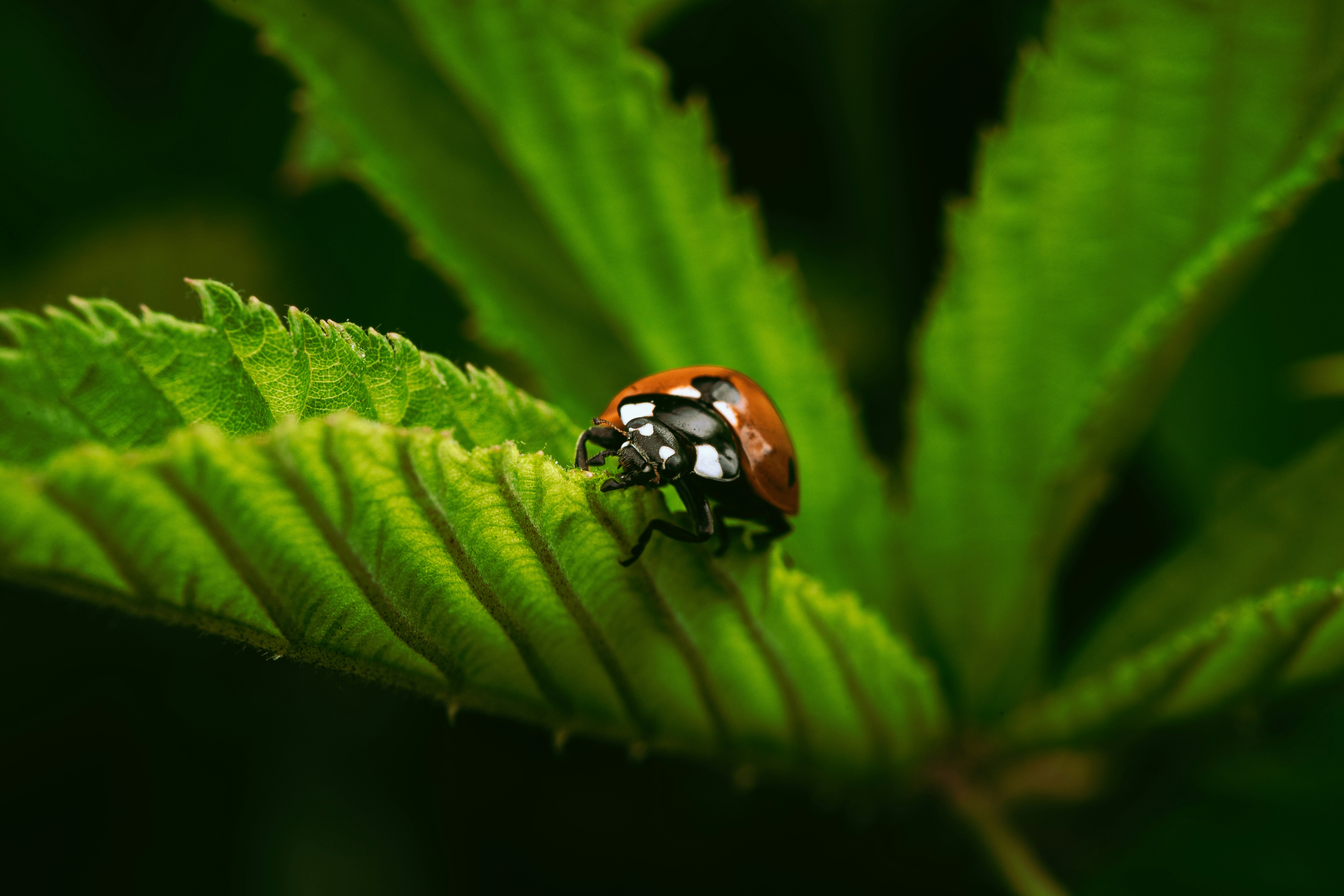 Plant Science Research