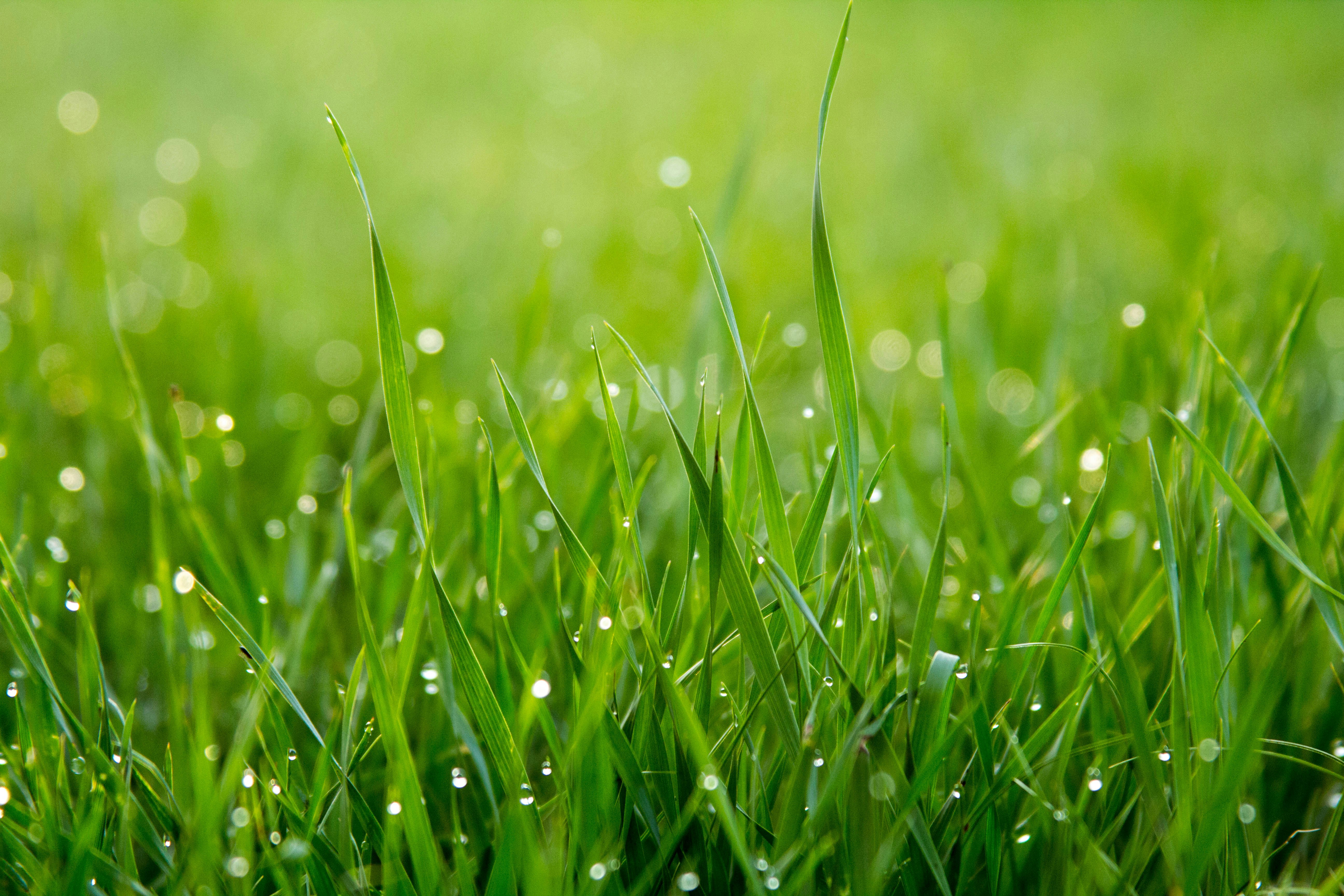 Botanical extracts and natural bioactive ingredients